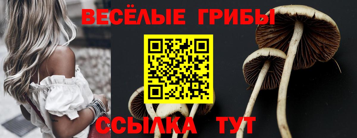 Псилоцибиновые грибы Psilocybe Сертолово